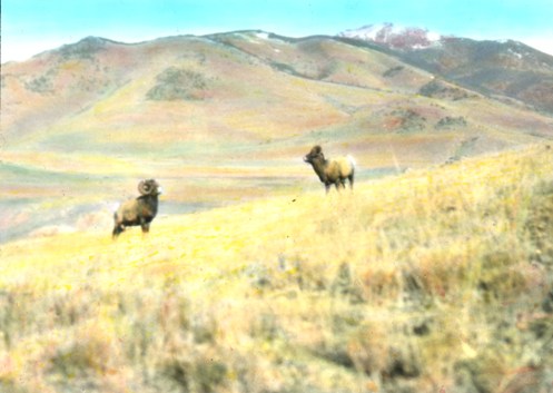 Today’s picture is from the Yellowstone Museum Collection, catalog number YELL 15831. The original is a lantern slide picture taken by a park employee in December, 1929.