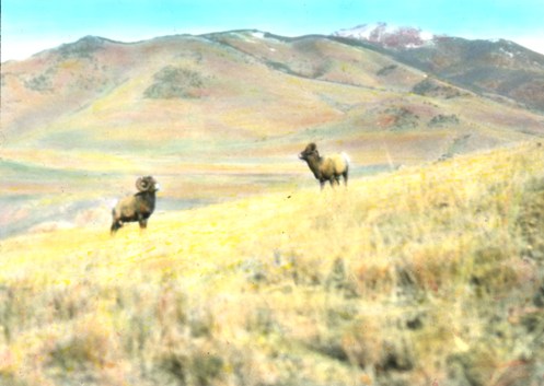 Today’s picture is from the Yellowstone Museum Collection, catalog number YELL 15831. The original is a lantern slide picture taken by a park employee in December, 1929.