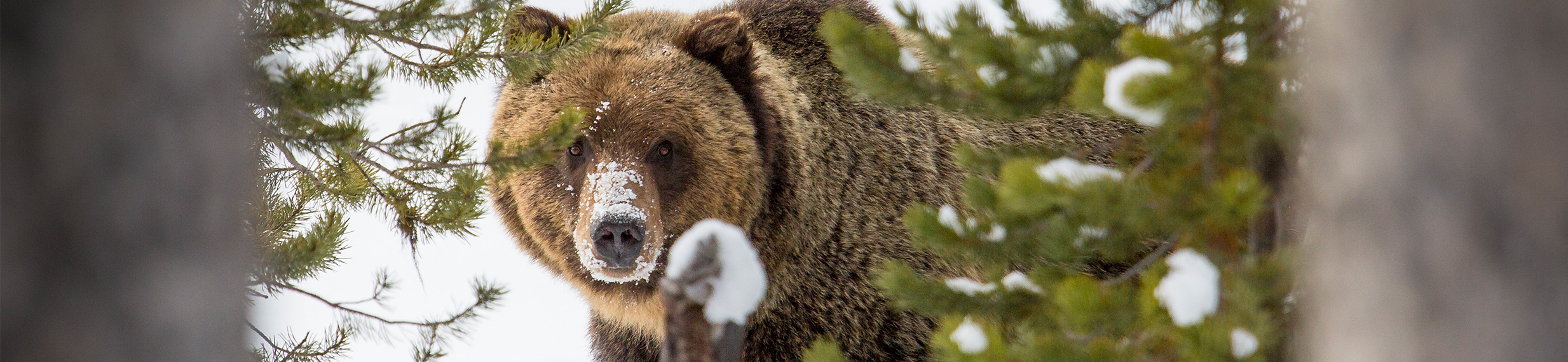 A grizzly bear with snow on its snout looking through the trees