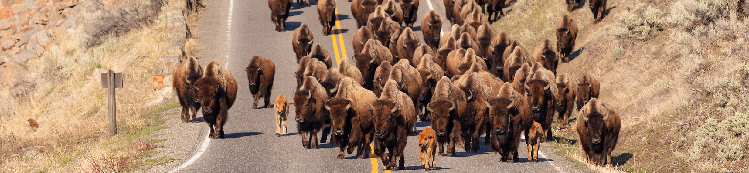 A herd of bison walking down a paved road