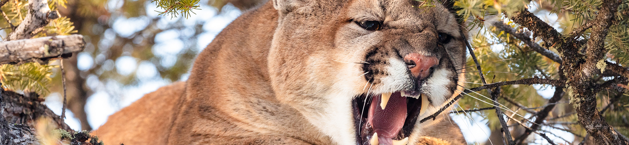 A cougar in a tree, hissing