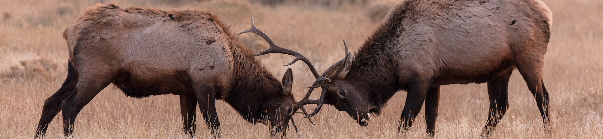 Two bull elk locking antlers