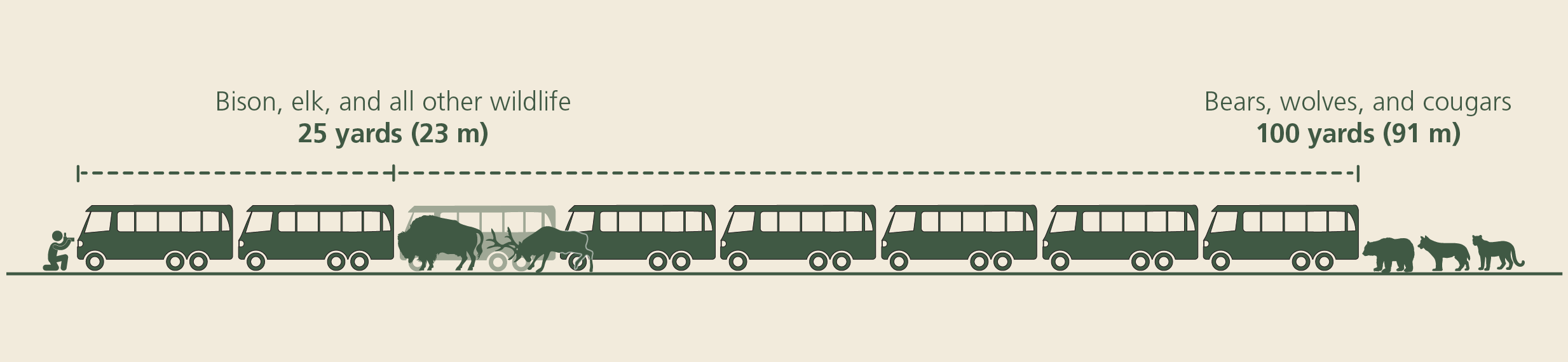 A graphic showing visitors to stay 100 yards from wolves, cougars, and bears, and 25 yards from all other wildlife