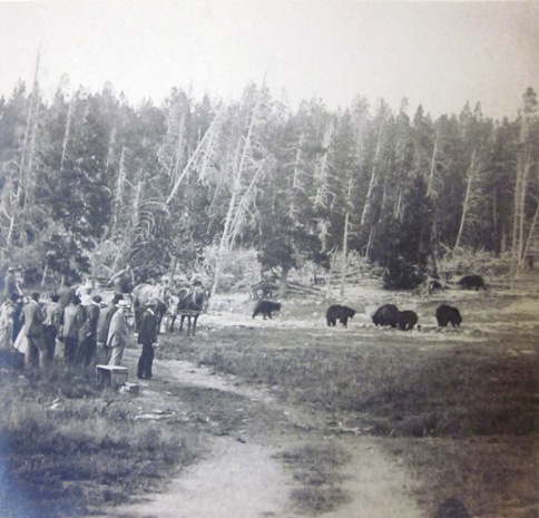 Tourists watching bears feeding at hotel dump, circa 1910