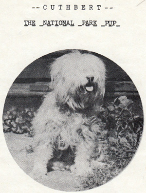 Portrait of Cuthbert, the National Park Pup, 1942. Yellowstone Park Archives, Box A-197.
