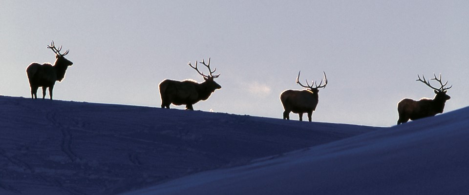 Four elk with antlers on top of a snow covered ridge Four elk with antlers on top of a snow covered ridge