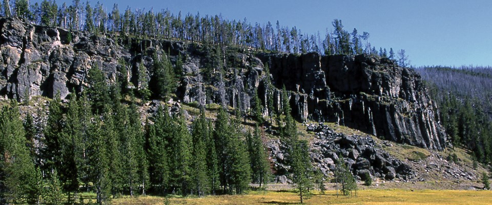 Pine trees on top of a dark cliff at the edge of a meadow.