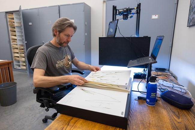 Digitizing herbarium specimens