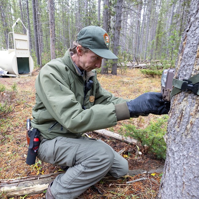 a park ranger adjusting a trail camera