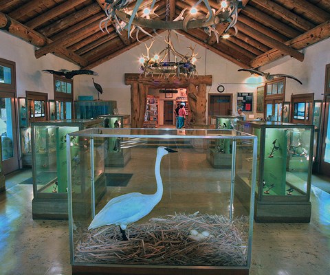 A taxidermied trumpeter swan encased in glass in a lobby with displays