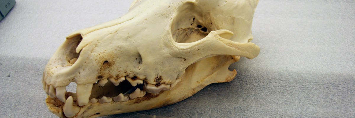 A cropped image of a mouth and eye socket of a yellowed canine skull