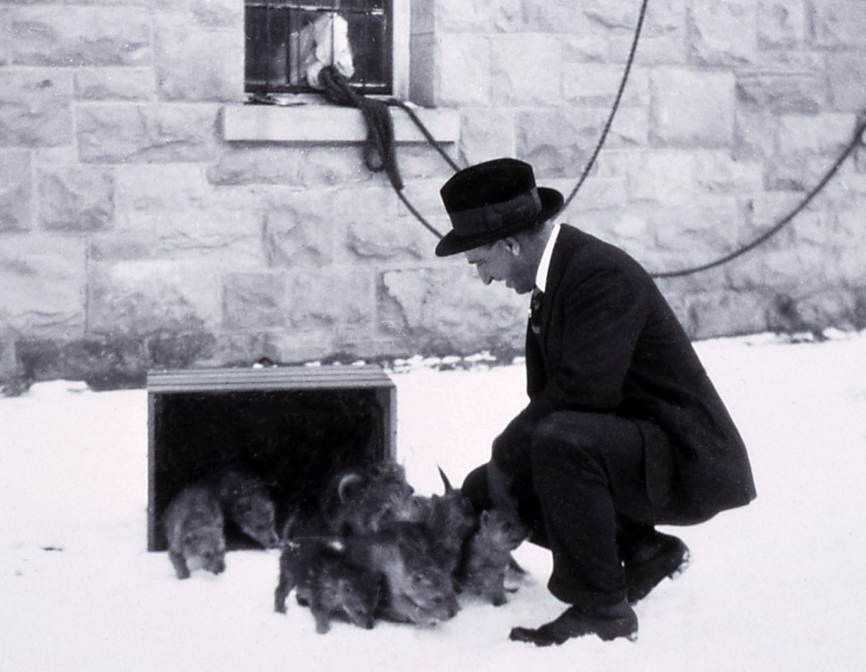 A historical black and white photo of a ranger crouching beside a box of wolf pups.