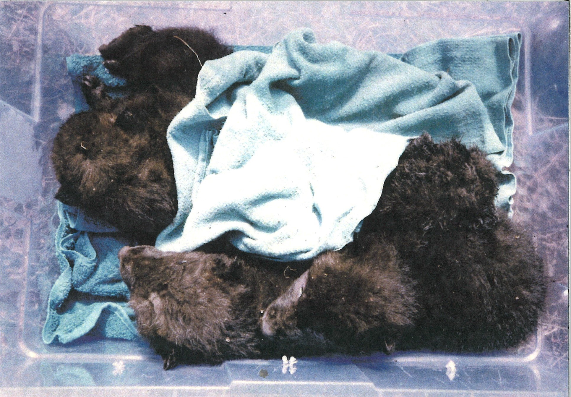 5 wolf pups cuddling in a plastic bin on top of a blanket