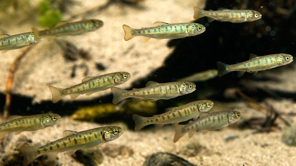 Young cutthroat trout swimming in shallow water