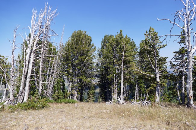 A grove of whitebark pine trees.