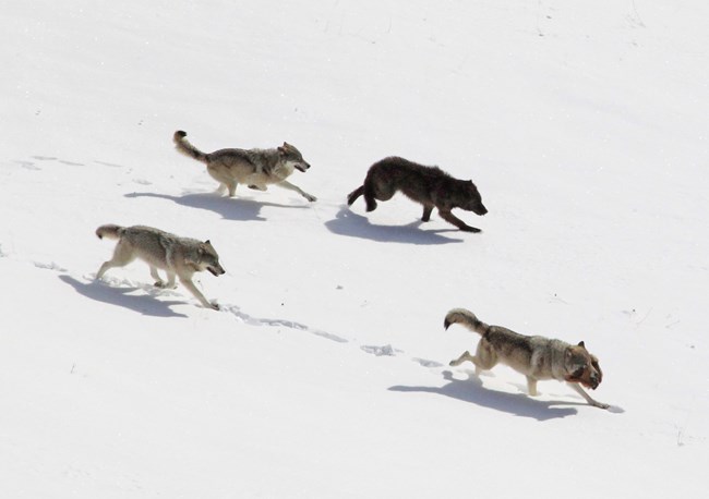 Winter wolves on the move.