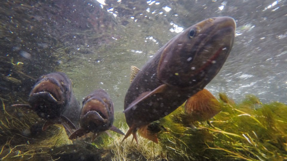Cutthroat trout spawning in a creek