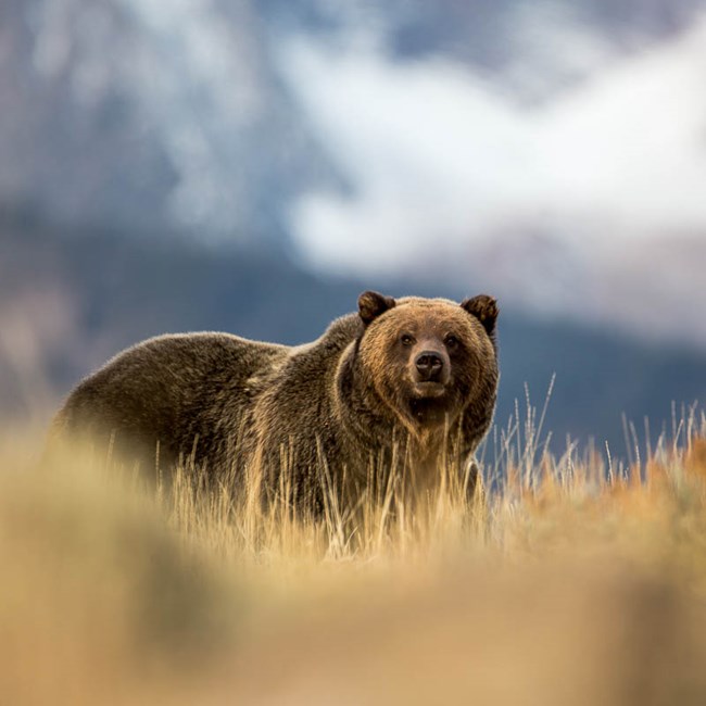copyright Bradley Orsted