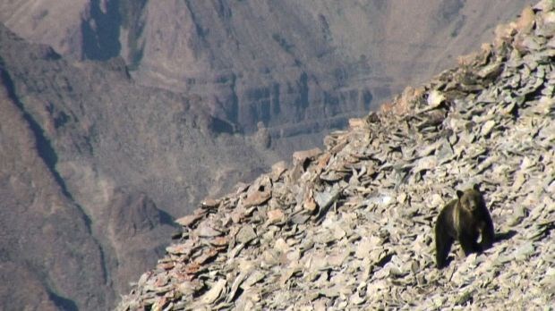 A bear turns over rocks looking for moths to eat.