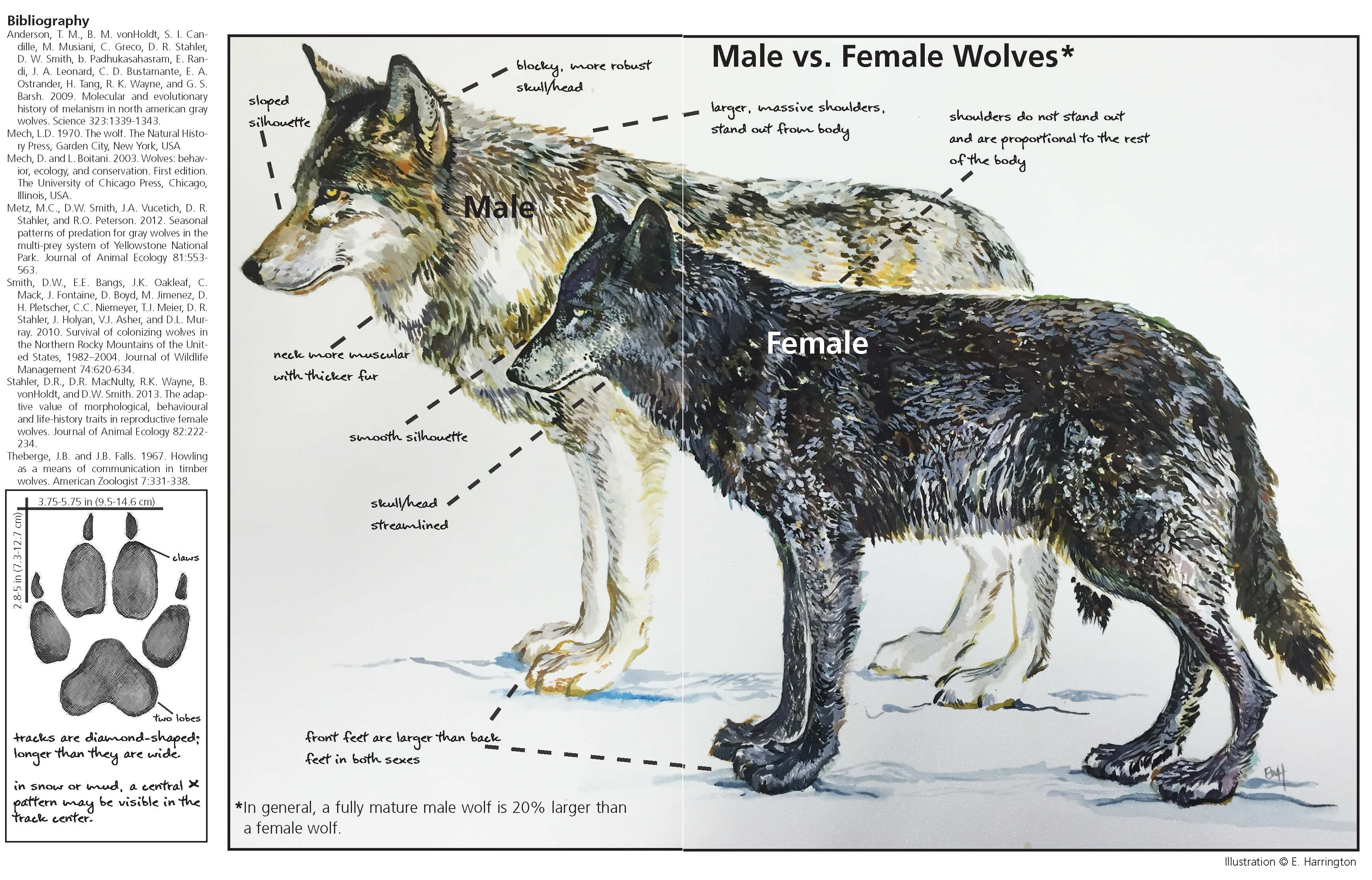 Yellowstone Wolf Facts U S National