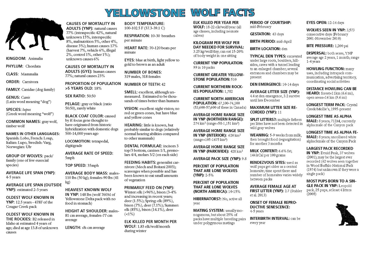 Yellowstone Wolf Facts U S National Park Service