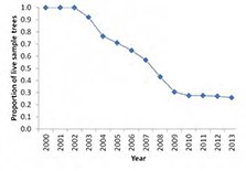 Figure 1. Beginning in about 2000, an outbreak of mountain pine beetles has caused considerable mortality among whitebark pine trees in the Greater Yellowstone Ecosystem. The proportion of mature, cone-bearing trees still alive on IGBST cone production tr