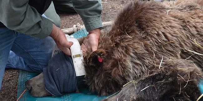 Figure 1. A Study Team researcher fits a GPS radio collar on a female grizzly bear, Yellowstone National Park, 2013. A nasal catheter is used to provide supplemental oxygen to the bear during anesthesia. Straw is provided inside the bear trap to keep bear