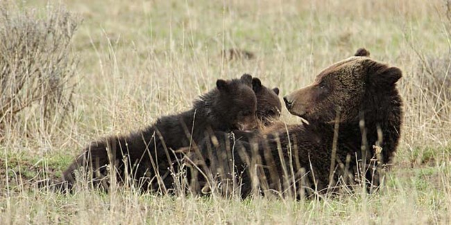 Female grizzly bear nursing two cubs in early summer.