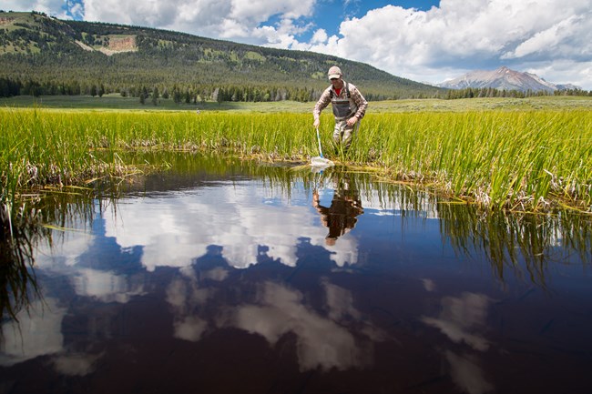 A researcher looks for amphibians on a beautiful summer day.