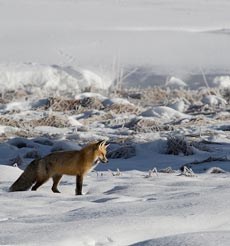 A ref fox cocks its head while looking at snow A ref fox cocks its head while looking at snow