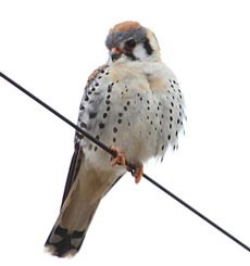 A bird, with slightly puffed feathers, sits on a wire. A bird, with slightly puffed feathers, sits on a wire.