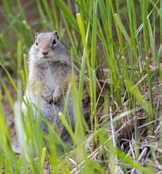 A squirrel sits on its hind legs and peeks through short green grass at the camera. A squirrel sits on its hind legs and peeks through short green grass at the camera.