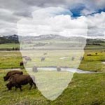 The shape of an arrowhead over a picture of bison in a valley The shape of an arrowhead over a picture of bison in a valley