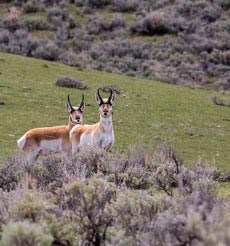 Two pronghorn bucks look at the camera while standing among sage brush Two pronghorn bucks look at the camera while standing among sage brush