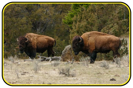 Bison grazing through an open woodland.