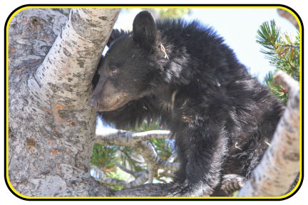 A black bear looks out from a tree.