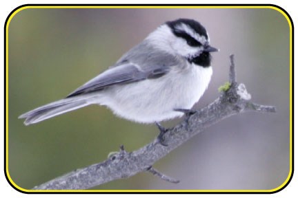 Mountain chickadee, a small black and white bird, sits on a tree branch.