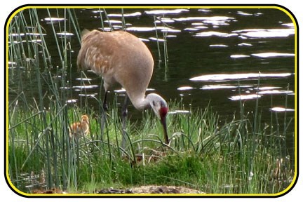 Sandhill crane and baby searching for food in a marsh.