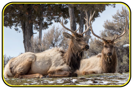 Elk resting on the ground.