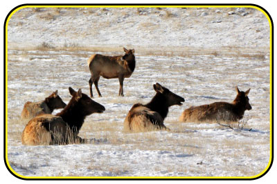 Elk lounge on a snowy field with snow-covered mountains in the background.