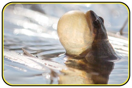 Boreal chorus frog extending its head out of the water and expanding its throat pouch.