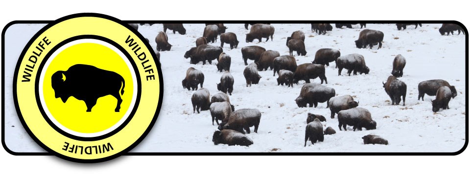 Get Wild banner Yellow badge with bison silhouette and "Wildlife" text over a snowy scene of bison.