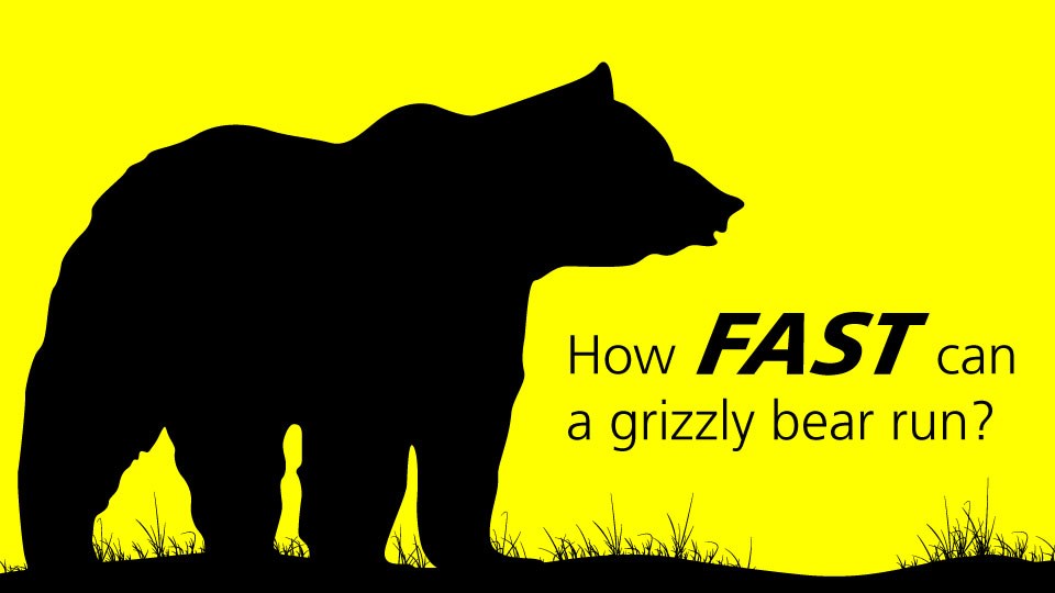 Silhouette of a grizzly bear on yellow background with the text "How fast can a grizzly bear run?"