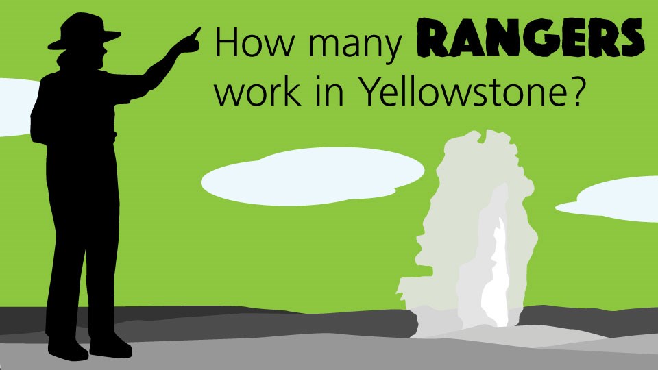 Silhouette of a ranger standing near an erupting geyser on a green background with the word "How many rangers work in Yellowstone?"