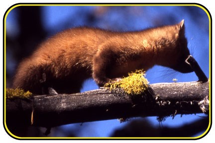 A pine marten rests up in a tree branch.