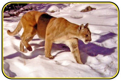 A mountain lion prowls across a snowy field.
