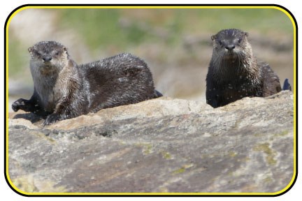 Two river otters peer out from their rocky perch.