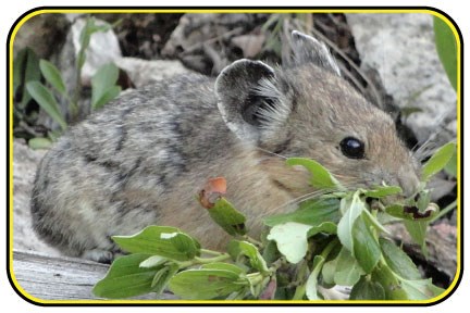 A pika scrambles across rocks with green leaves in its mouth.