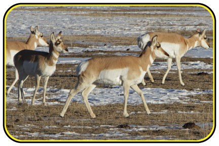 A group of pronghorn traveling across a snowy field.