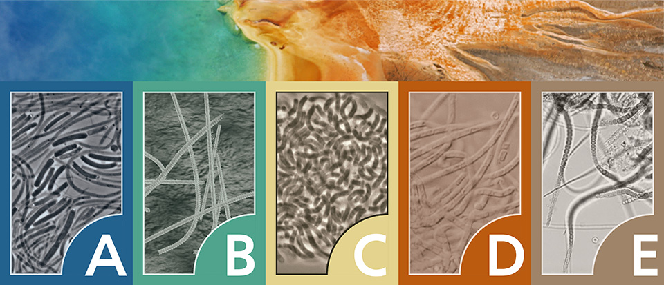 View of a strip of Grand Prismatic showing the color range, with five different thermophiles shown by color.